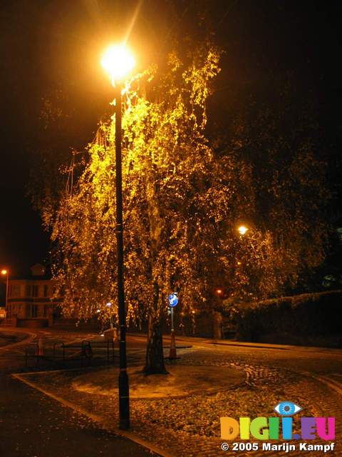 15572 Tree in yellow street light
